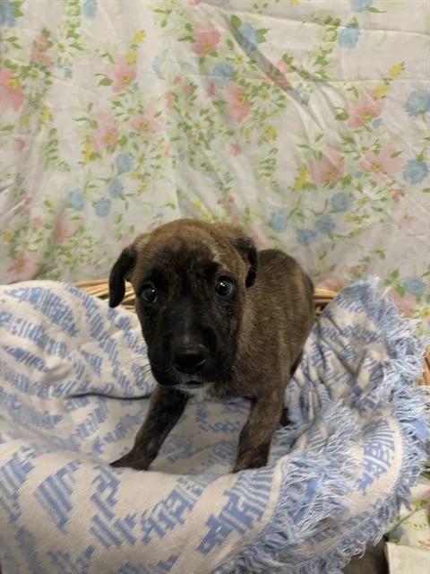 A baby small-sized female Staffordshire Bull Terrier dog named Fiona for adoption in Rosenberg, TX