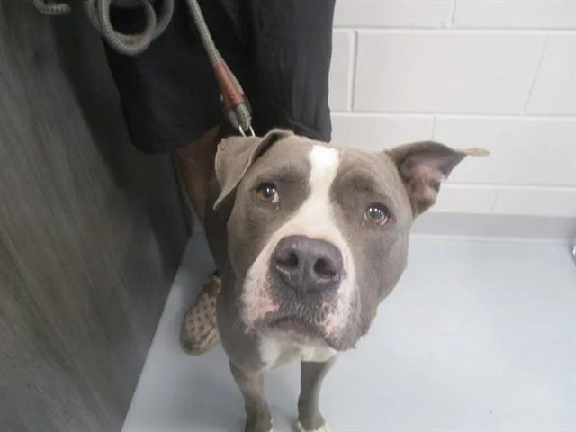 A young large-sized male Staffordshire Bull Terrier dog named A for adoption in Ocala, FL