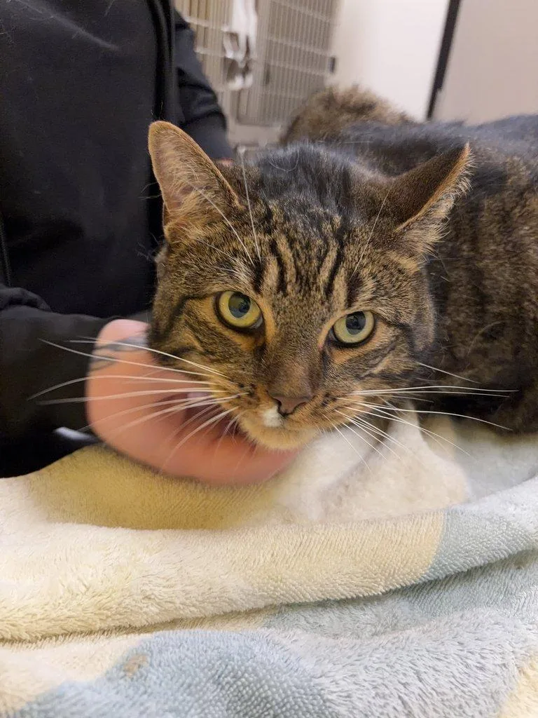 A senior extra large-sized male Domestic Short Hair cat named Marty for adoption in Raleigh, NC