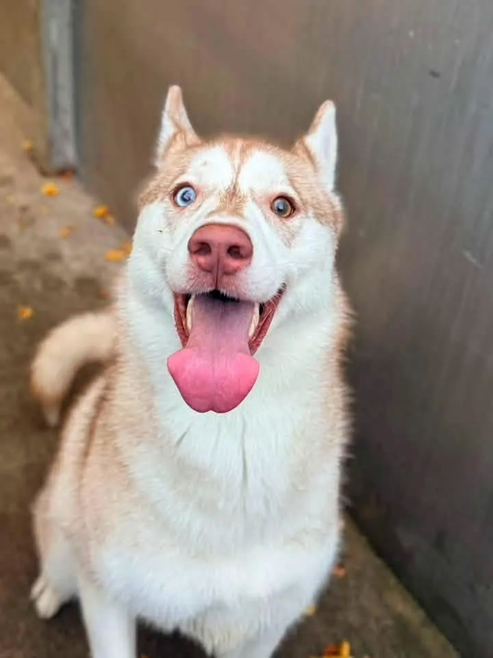 An adult medium-sized female White / Cream Husky dog named Ellie Winter for adoption in Chicago, IL