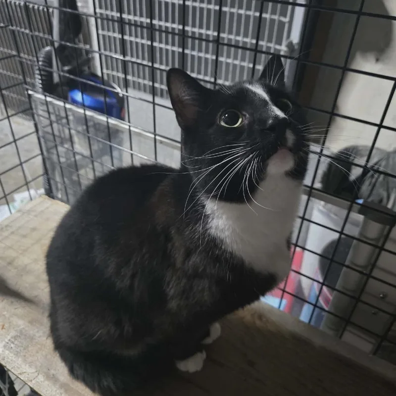 A young small-sized male Black Domestic Short Hair cat named Ramone for adoption in Sioux Falls, SD