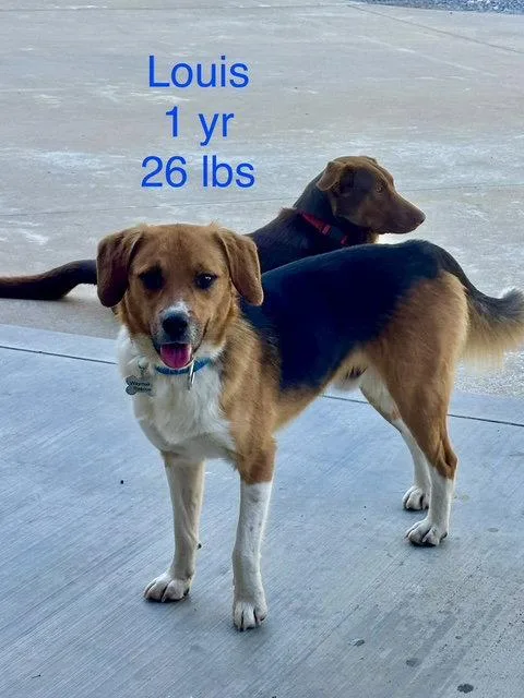 Louis Bea thumbnail 3