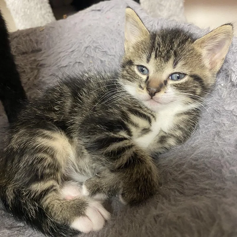 A baby small-sized male Gray / Blue / Silver Domestic Short Hair cat named Pim for adoption in Atlanta, GA