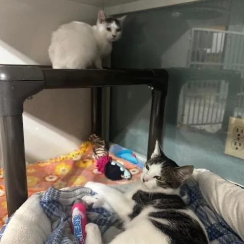 A young small-sized female Domestic Short Hair cat named Clove for adoption in Hutchinson, MN
