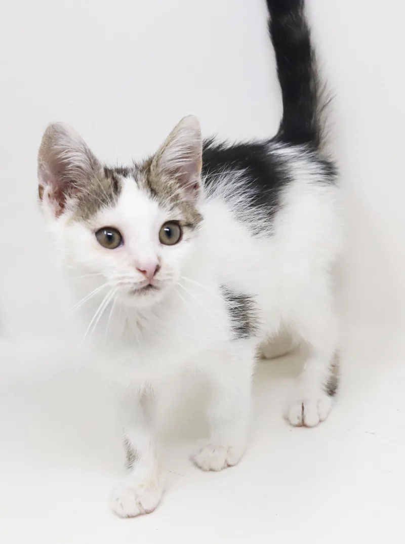 A baby small-sized male White Turkish Van cat named Alfonso is just awesome for adoption in Bedford Hills, NY