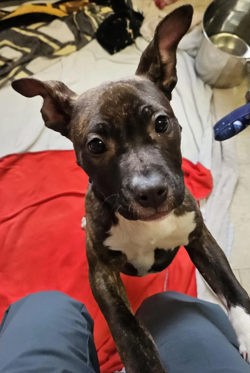 A baby medium-sized female Brindle Pit Bull Terrier dog named Wednesday for adoption in Salem, NH