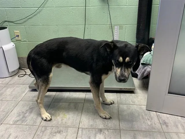 A young large-sized male German Shepherd Dog dog named Poe for adoption in Grand Prairie, TX