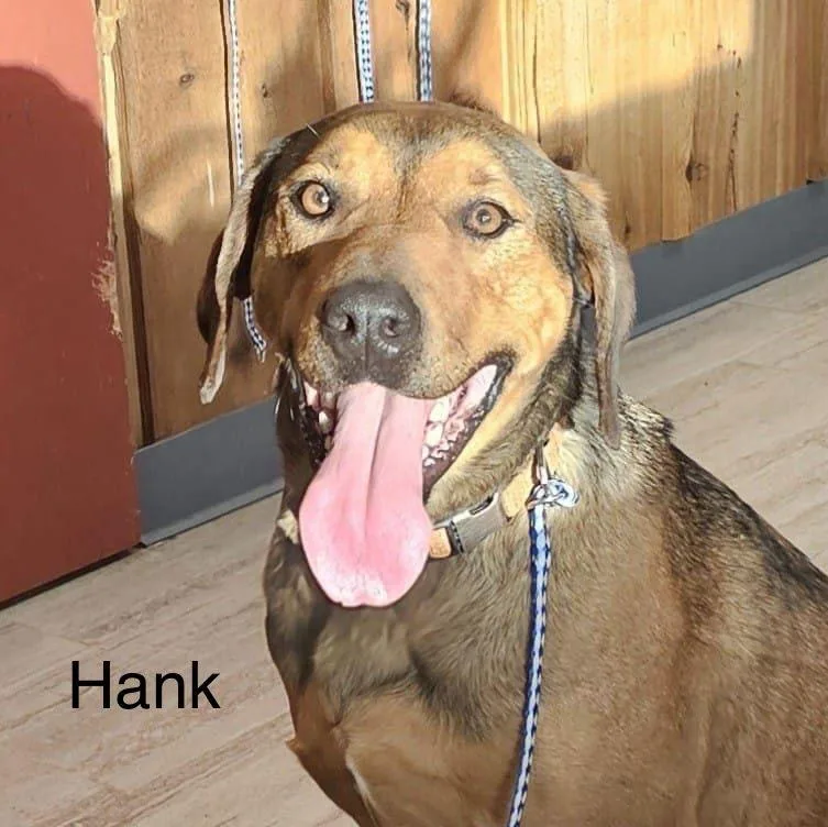 Hank thumbnail 2