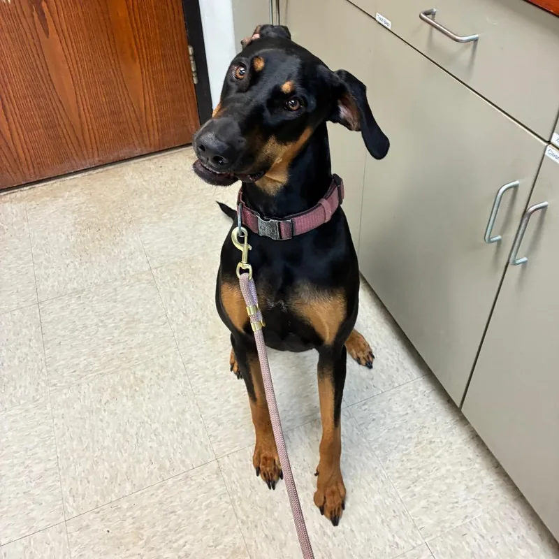 A young large-sized female Black Mixed Breed dog named StrayMilgenRoad for adoption in Columbus, GA
