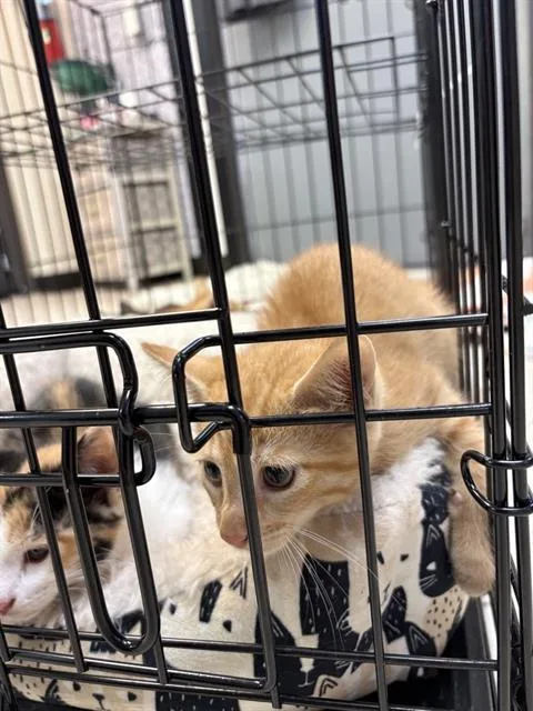 A baby small-sized male Domestic Medium Hair cat named Ajax for adoption in Sugar Land, TX