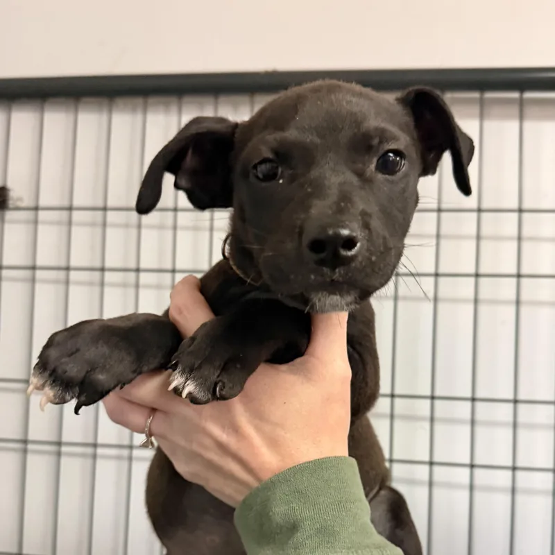 A baby medium-sized female Mixed Breed dog named Rodia for adoption in Columbia, SC