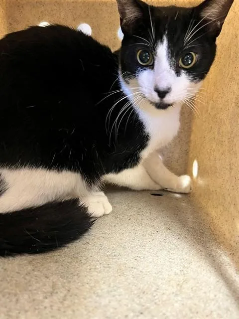 A young medium-sized male Domestic Short Hair cat named Sylvester for adoption in Downey, CA