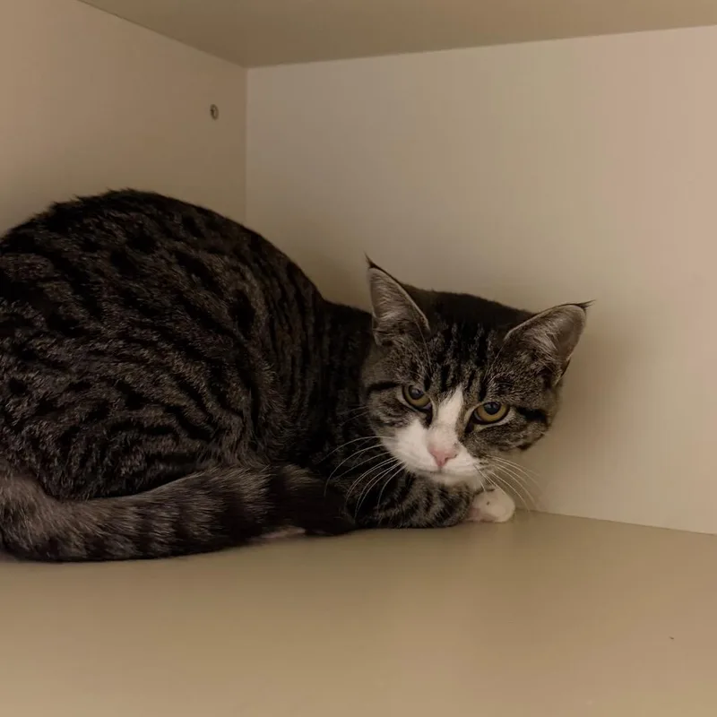 A baby small-sized female Domestic Short Hair cat named Seraphina for adoption in Cody, WY