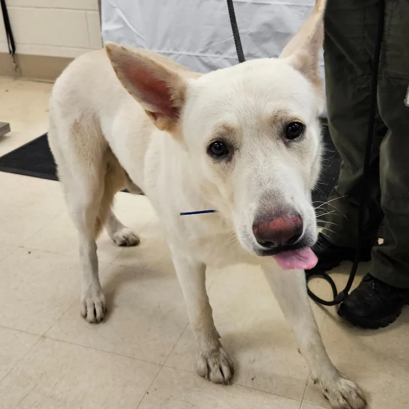 An adult large-sized male White / Cream Mixed Breed dog named Ranger for adoption in Lake Panasoffkee, FL
