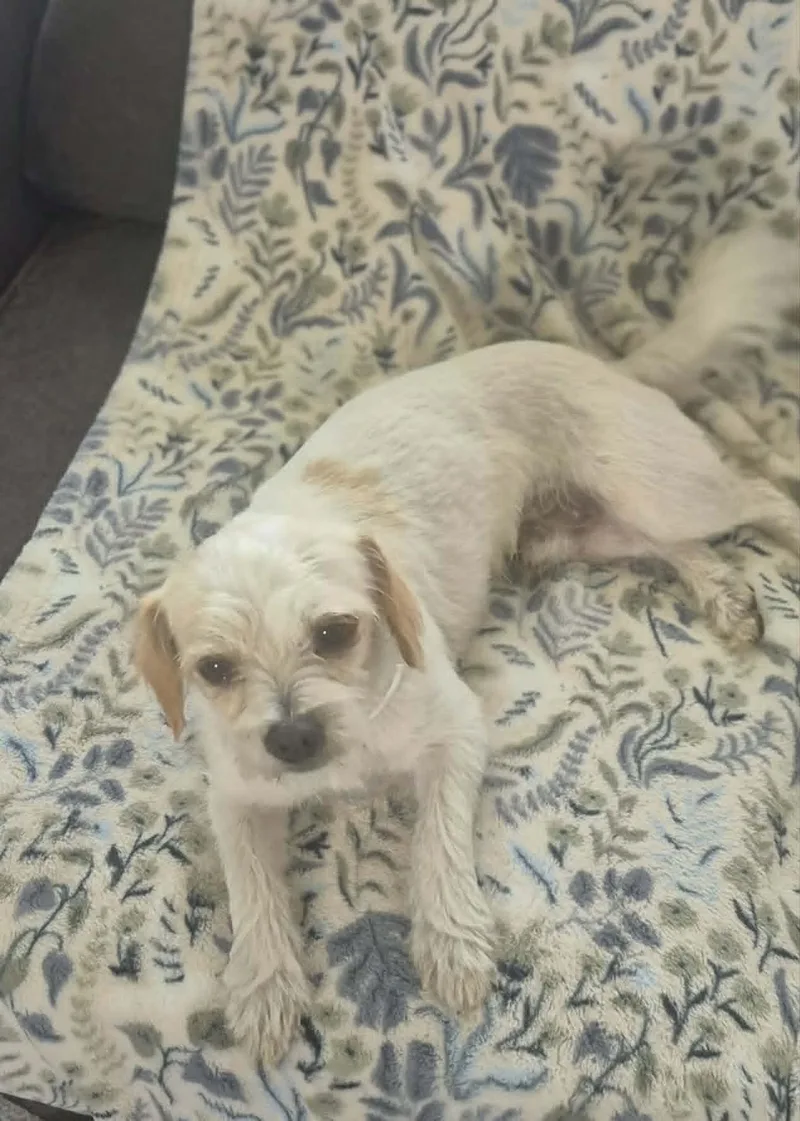 A young small-sized male Miniature Poodle dog named Percy for adoption in Media, PA