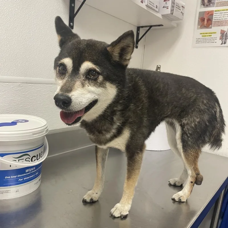 A senior small-sized female Black Shiba Inu dog named HACCStray for adoption in Henderson, NV