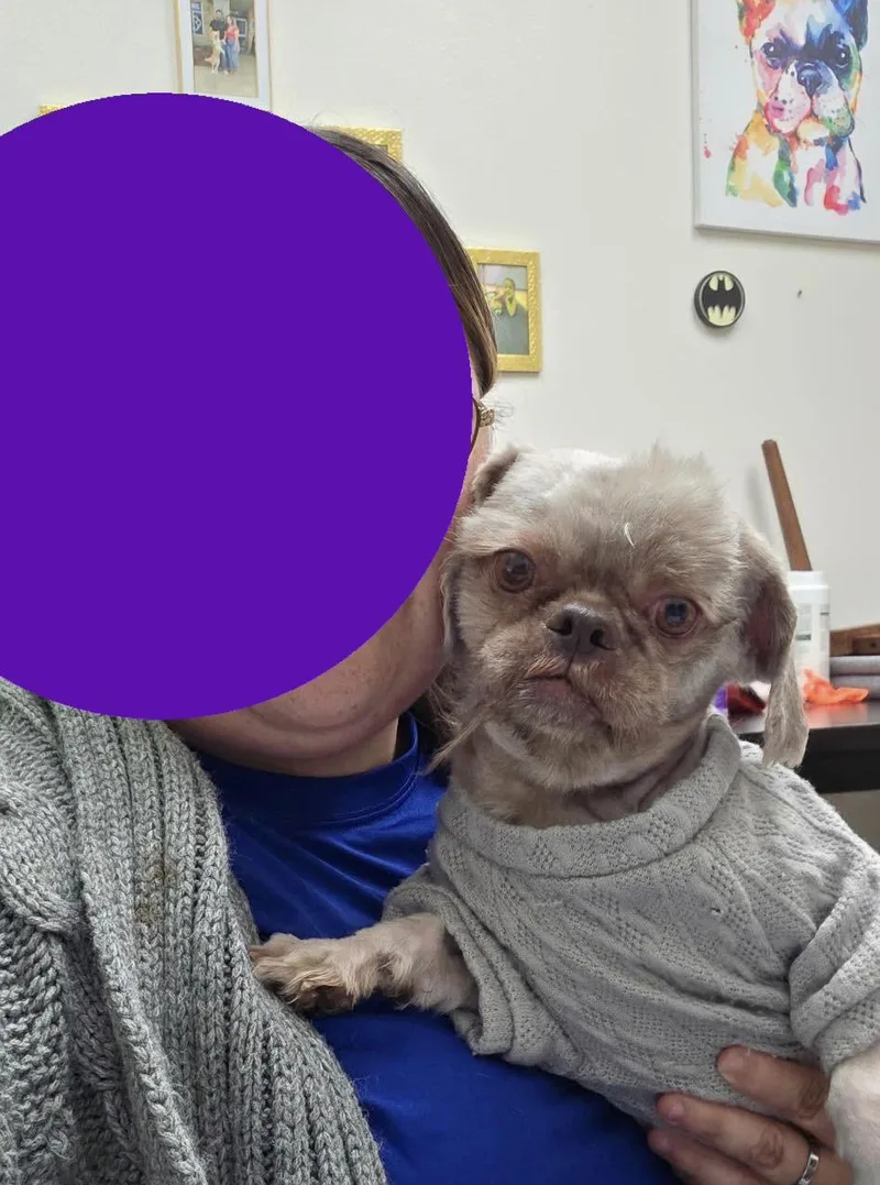 An adult small-sized male Shih Tzu dog named Tyson for adoption in Gainesville, VA