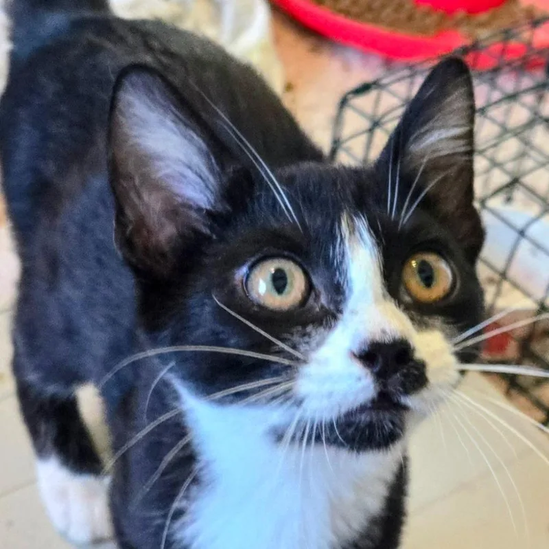 A baby medium-sized male Domestic Short Hair cat named Lucky for adoption in Evans, GA
