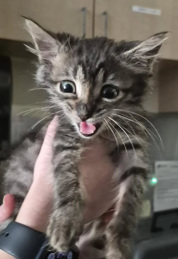 A baby small-sized female Domestic Medium Hair cat named If for adoption in Lawrenceville, GA