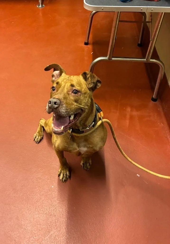 An adult medium-sized male Pit Bull Terrier dog named Lance for adoption in Douglasville, GA