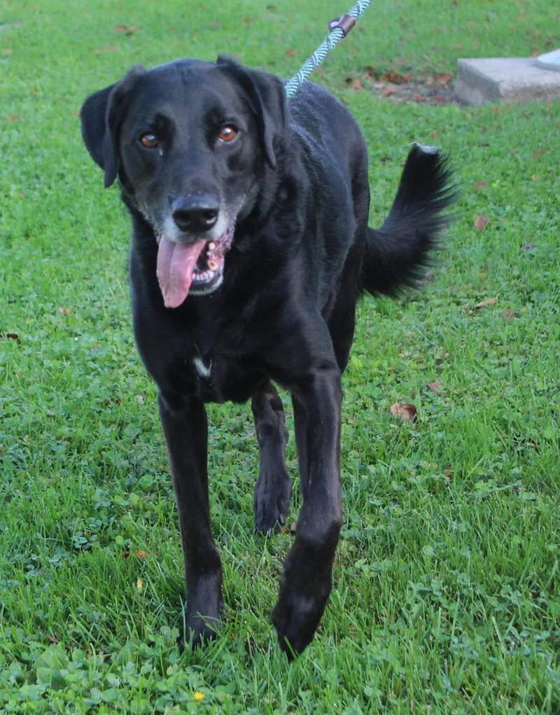 An adult large-sized male Labrador Retriever dog named Darrell for adoption in Heath, OH