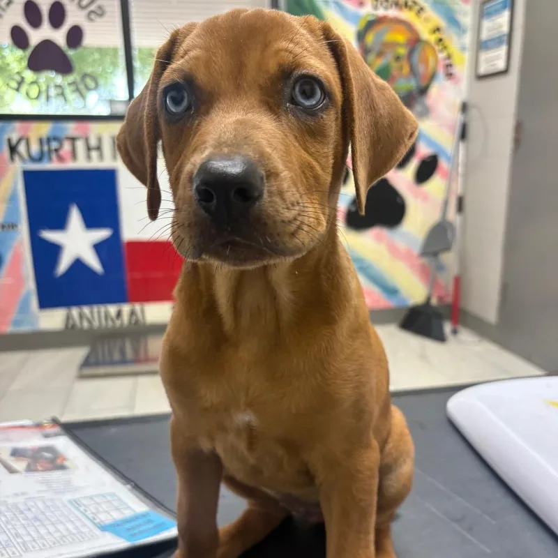 A baby small-sized female Red / Chestnut / Orange Mixed Breed dog named Shelby for adoption in Lufkin, TX