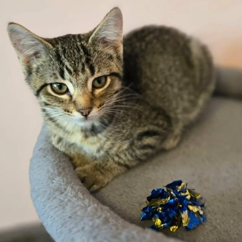 A baby medium-sized female Tabby (Brown / Chocolate) Domestic Short Hair cat named Patsy for adoption in Watertown, WI
