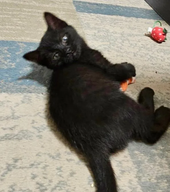 A baby medium-sized female Domestic Short Hair cat named Duchess for adoption in Columbia, IL