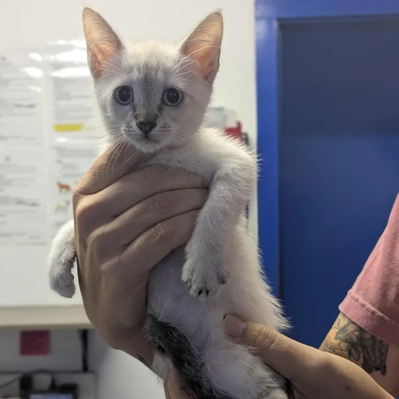 A baby small-sized female White Domestic Short Hair cat named Marie for adoption in Wahiawa, HI