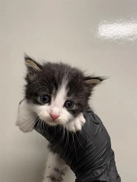 A baby small-sized male Domestic Short Hair cat named Fuzzball for adoption in Ontario, CA