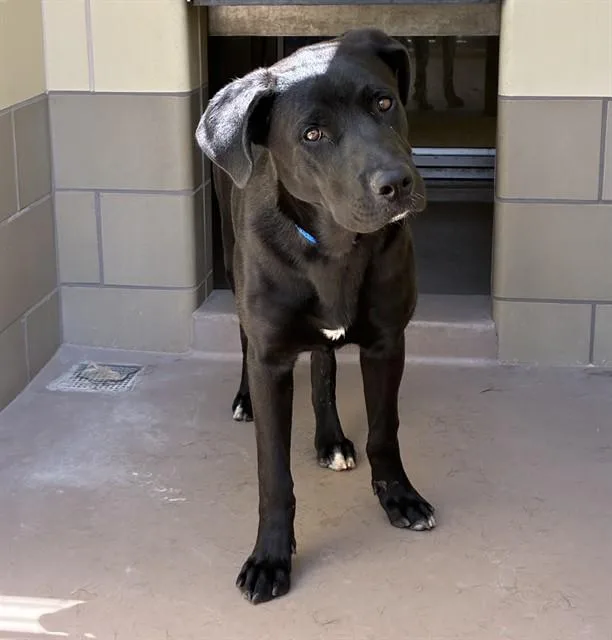 A young large-sized male Labrador Retriever dog named Manny for adoption in Riverside, CA