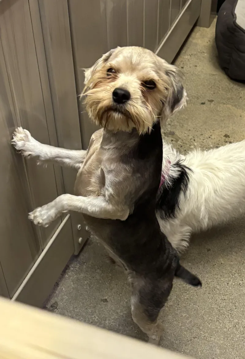 A young small-sized male Yellow / Tan / Blond / Fawn Yorkshire Terrier dog named Earl Grey for adoption in Thousand Oaks, CA