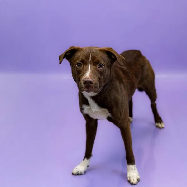 An adult medium-sized male Shepherd dog named Pen C Noodles for adoption in Lawrenceville, GA
