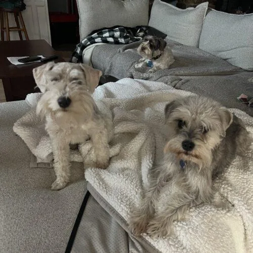 Die Sptlese thumbnail 4