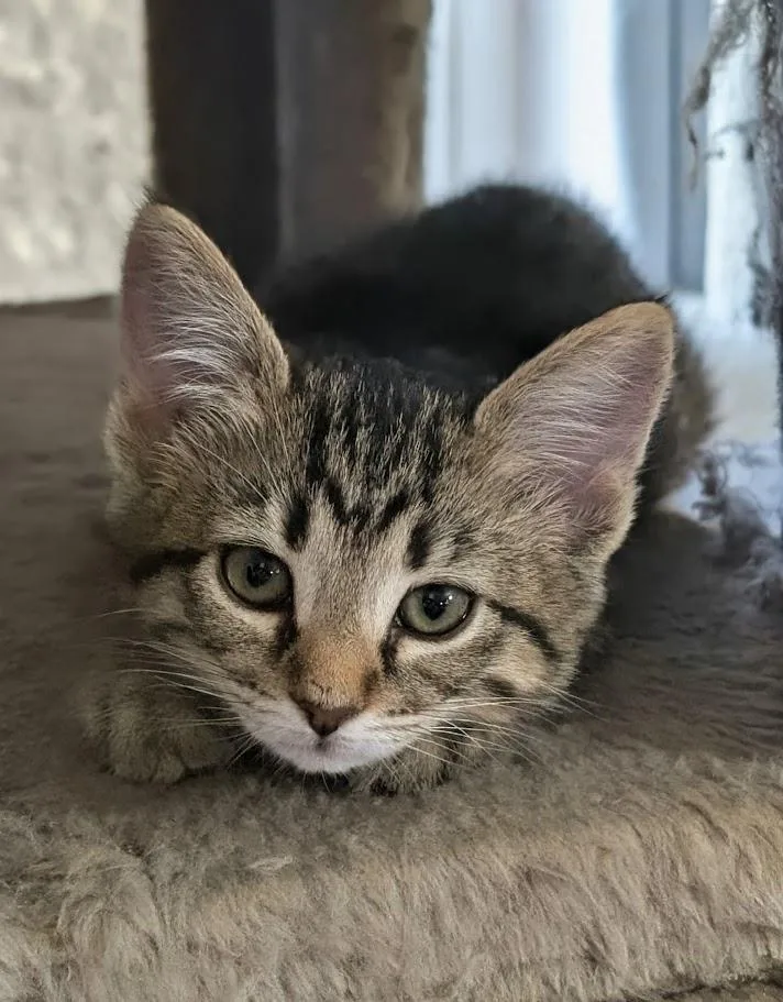 A baby medium-sized female Domestic Short Hair cat named Nina A for adoption in Plano, TX
