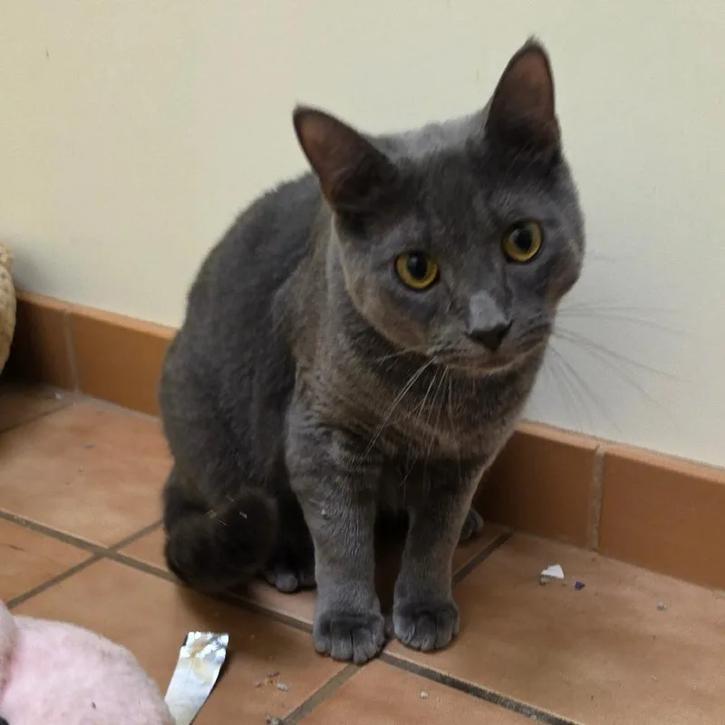 A young small-sized male Gray / Blue / Silver Domestic Short Hair cat named Finny for adoption in Melrose, FL