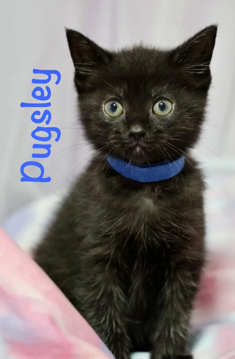 A baby medium-sized male Black Domestic Short Hair cat named Pugsley for adoption in Reston, VA