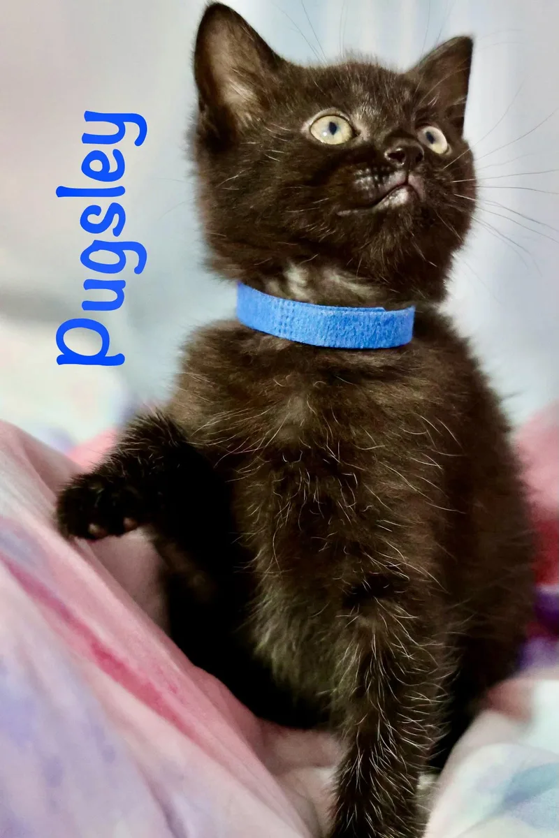 Pugsley thumbnail 2