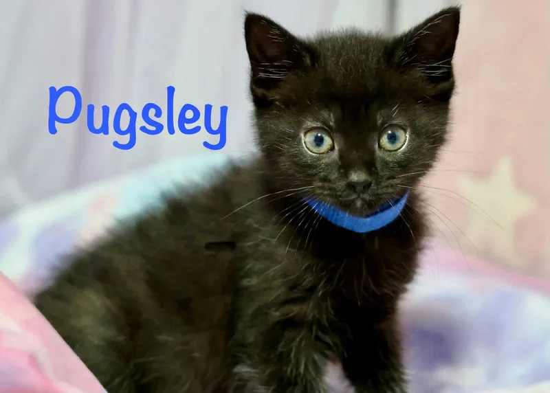 Pugsley thumbnail 3