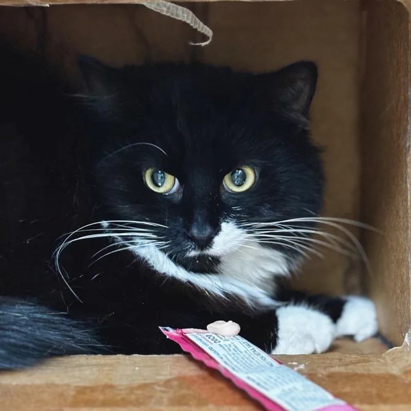 Tux thumbnail 3