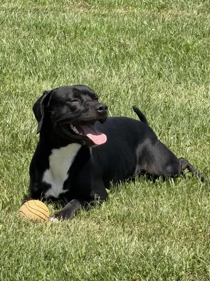 An adult medium-sized male Pit Bull Terrier dog named Courage for adoption in Columbus, IN