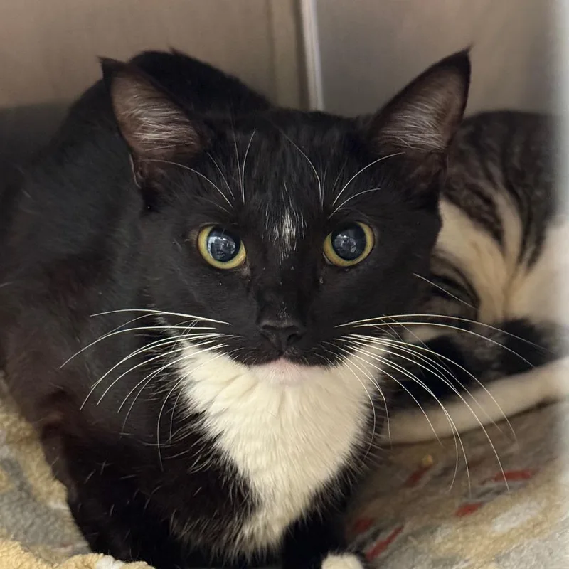 A baby medium-sized female Domestic Short Hair cat named Jillie for adoption in Cumming, GA