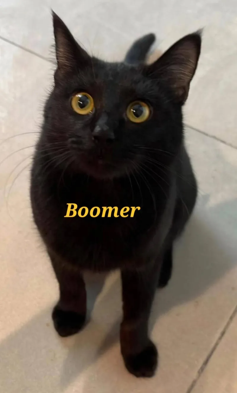 A young medium-sized male Egyptian Mau cat named Boomer for adoption in Tampa, FL