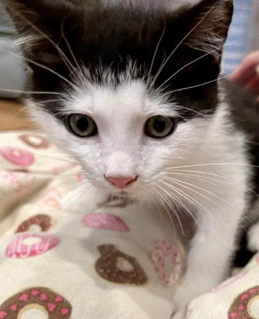 A baby medium-sized male Black & White / Tuxedo Domestic Short Hair cat named Horatio .. for adoption in Apopka, FL