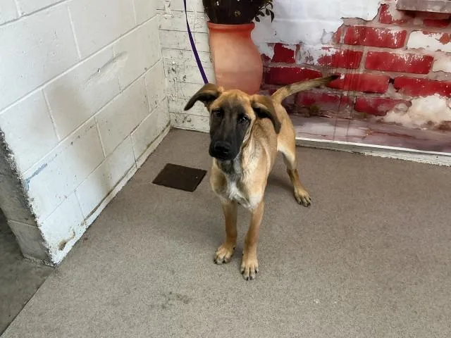A baby small-sized female German Shepherd Dog dog named Nova for adoption in San Bernardino, CA