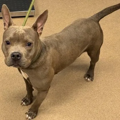 An adult medium-sized female Mixed Breed dog named Wittingale for adoption in Chamblee, GA