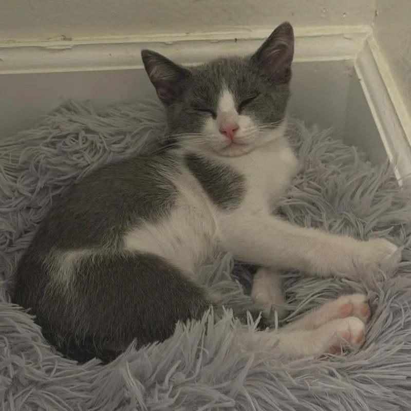 A baby small-sized female Gray / Blue / Silver Domestic Short Hair cat named Stormy for adoption in Los Angeles, CA