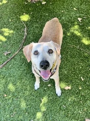 A senior medium-sized male Mixed Breed dog named SC Justin for adoption in North Miami Beach, FL
