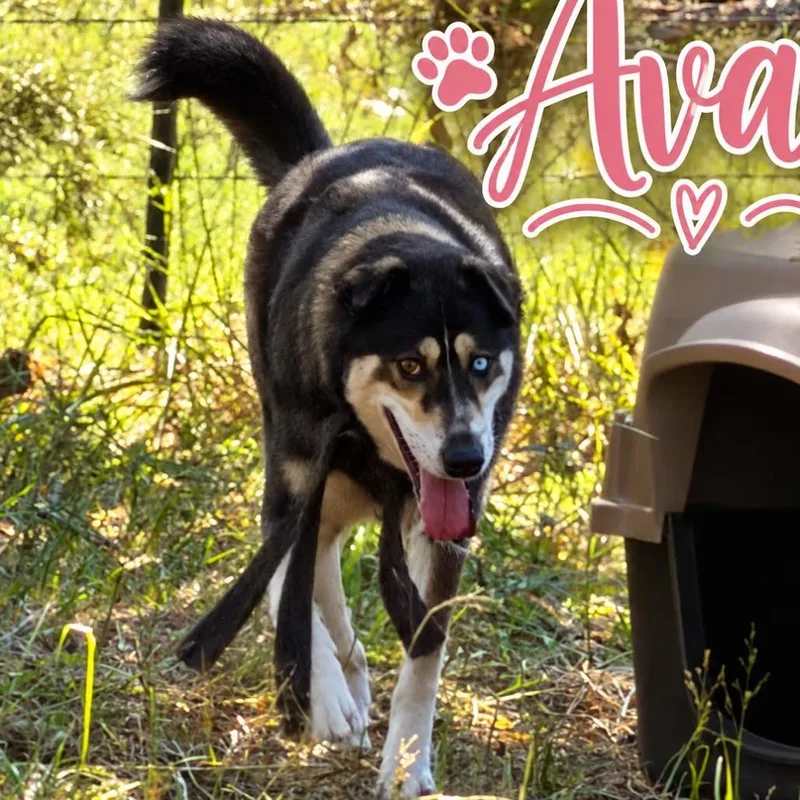 An adult medium-sized female Black Husky dog named Ava for adoption in Hackett, AR