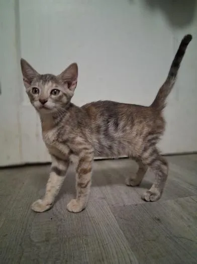 A baby medium-sized female Dilute Tortoiseshell Domestic Short Hair cat named Rabbit and Riley for adoption in Liverpool, TX
